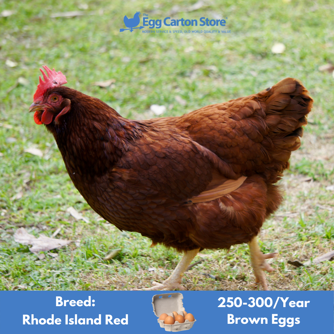 Top 10 Best Chicken Breeds for Laying Lots of Eggs The Egg Carton