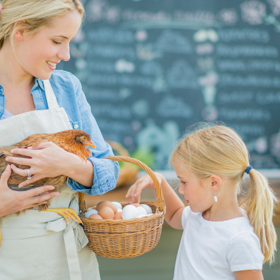 Everything You Need to Get Your Egg Business Certified to Sell