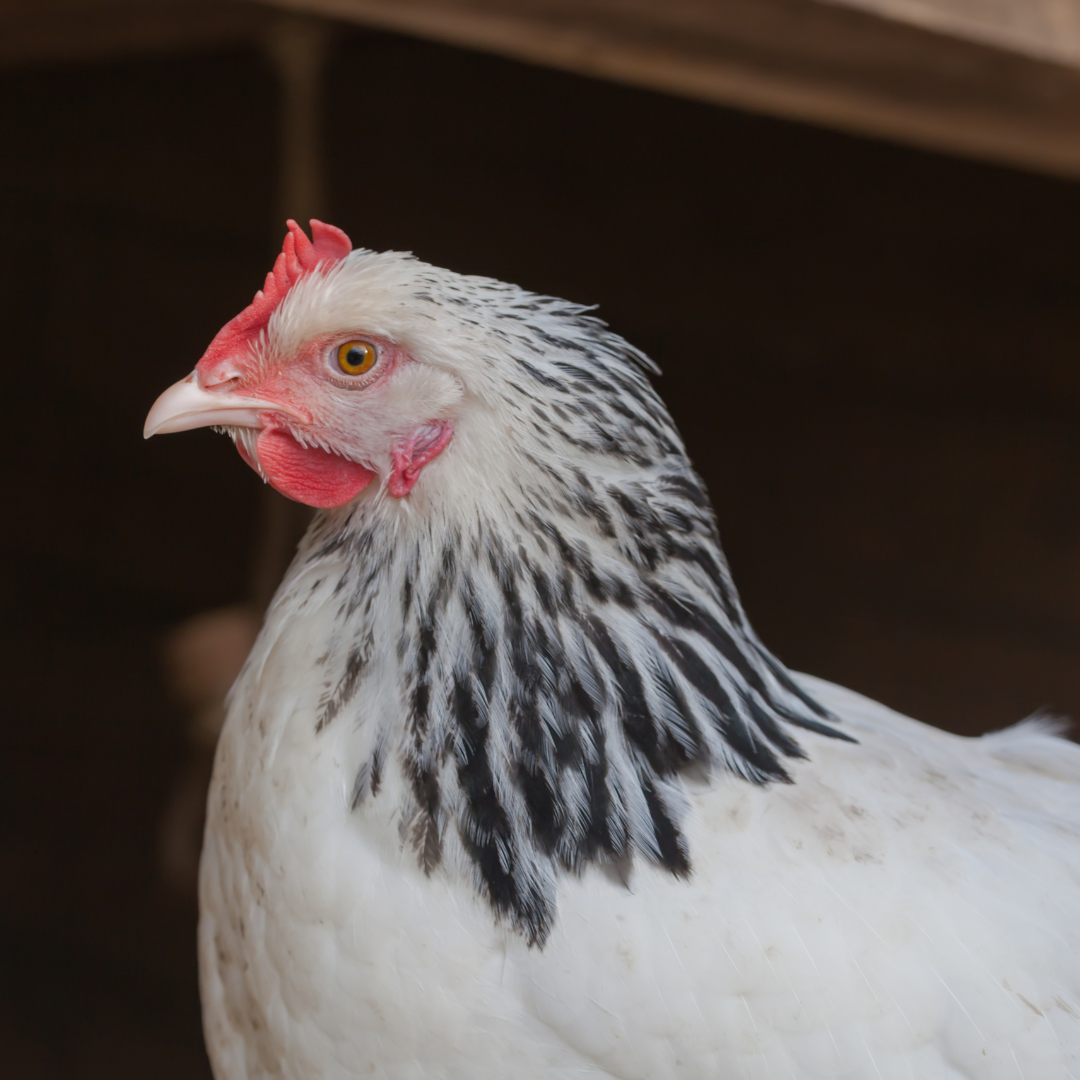 The 7 Quietest Chicken Breeds for a Peaceful Backyard The Egg Carton Store Blog
