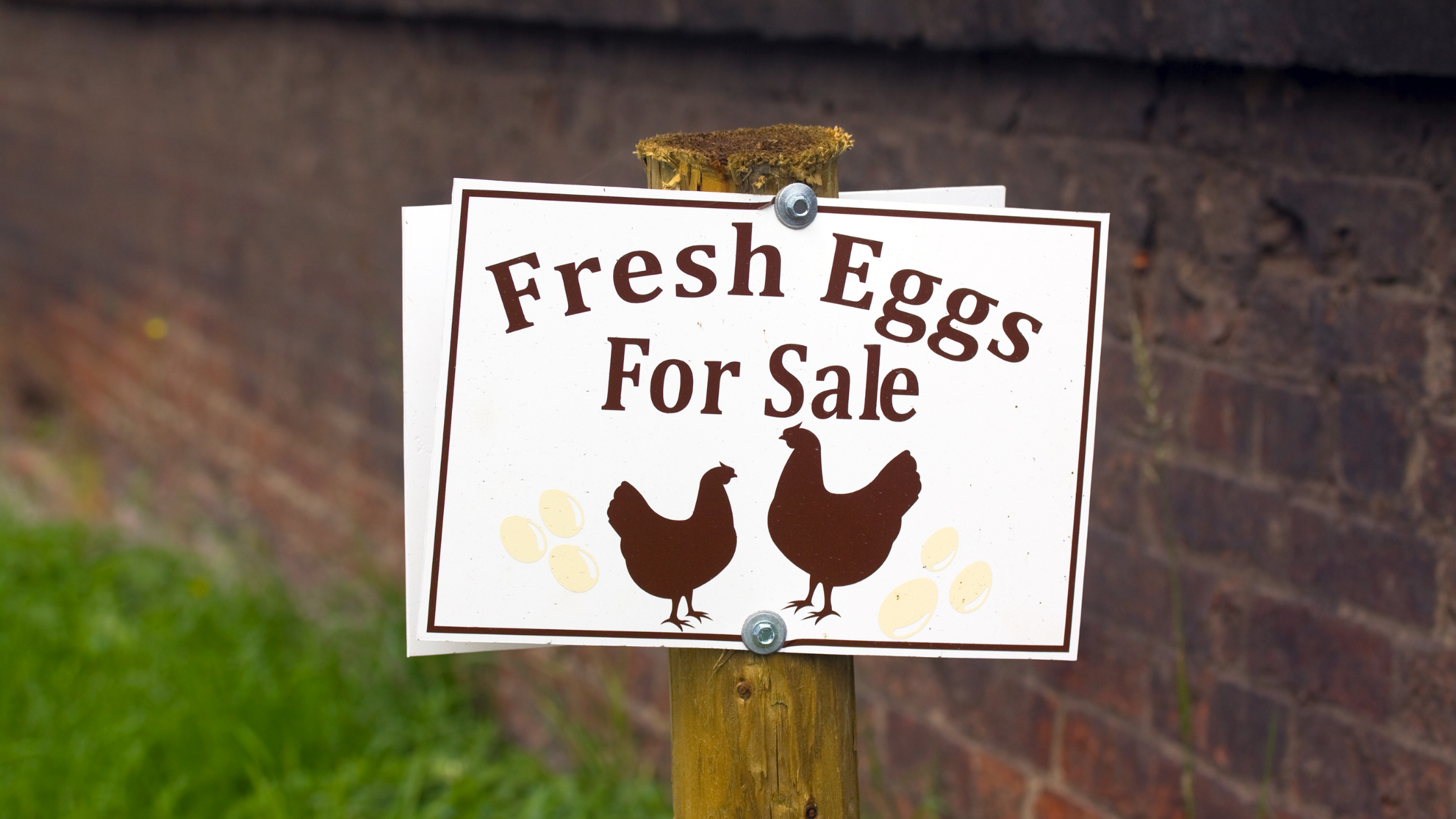 How to Create a Robust Egg Marketing Plan