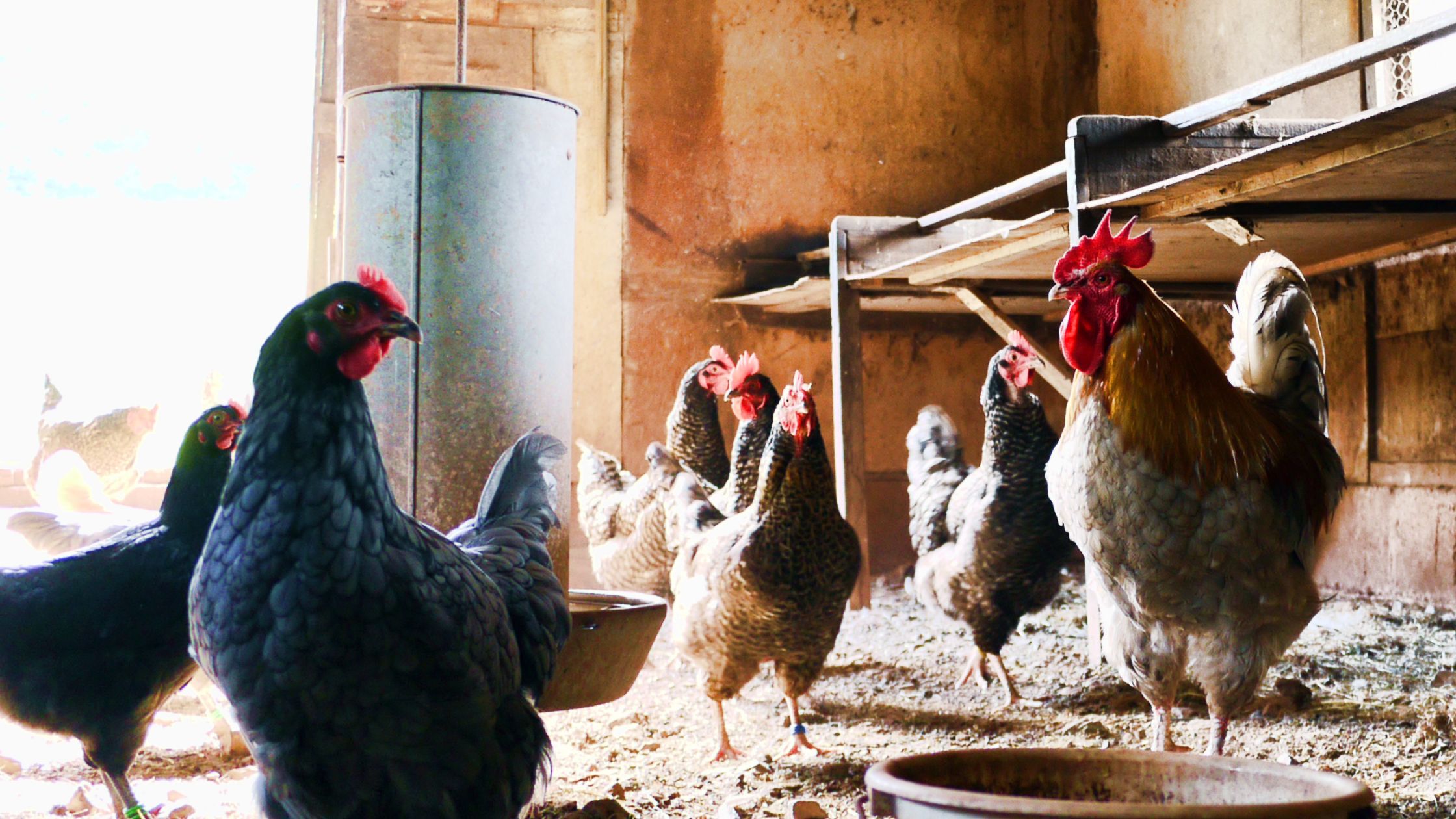 Notable Chickens Breeds: For Eggs, Meat, and Companionship