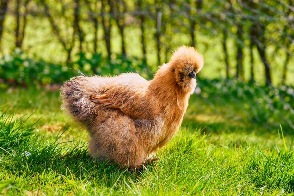 🐣 Top 5 Companion Chicken Breeds