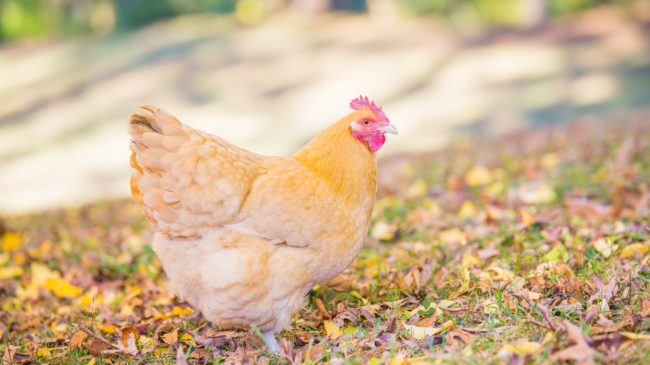 The Best Fall Treats for Happy, Healthy Chickens: Your Guide to Seasonal Snacks Backyard Birds Will Love