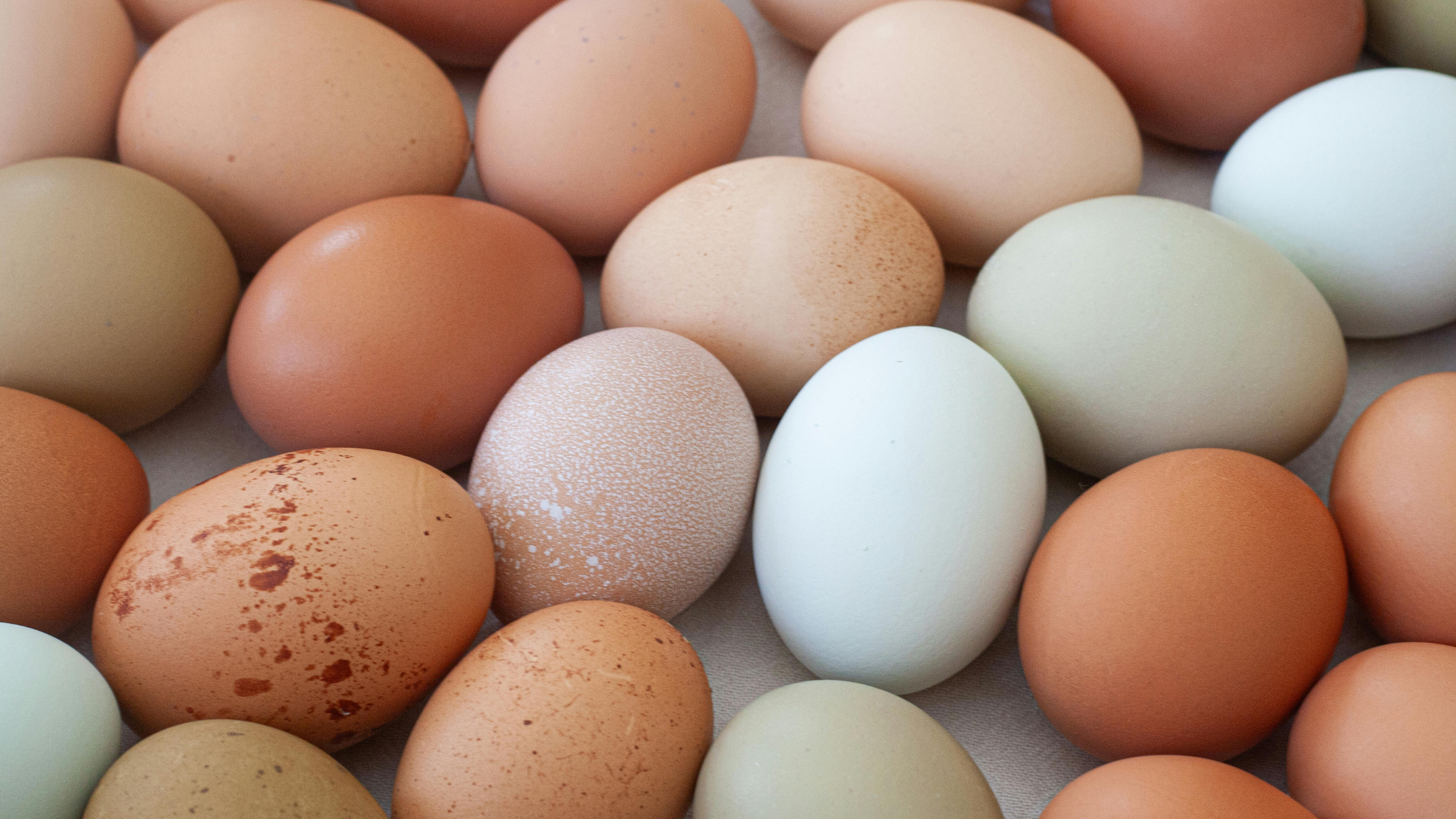 Egg Grades 101: What They Mean and How to Grade Your Backyard Eggs